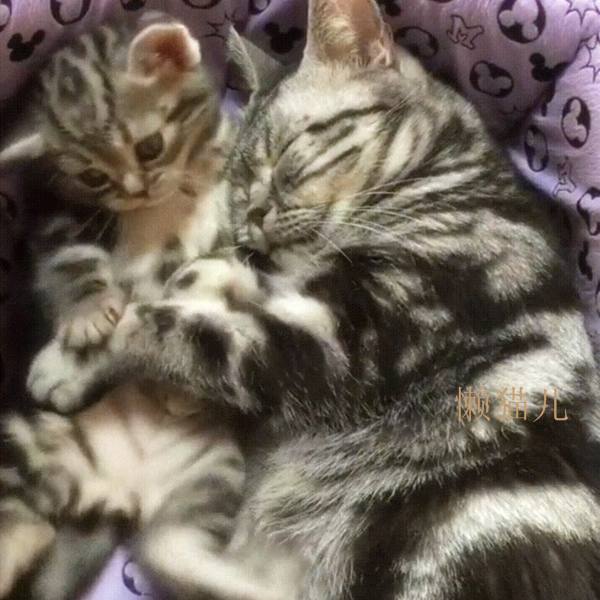 开云电竞官网|湾区先行者丨听弯曲菌讲,那湾区的故事(东京湾区篇)(图1) 开云电竞app下载安装