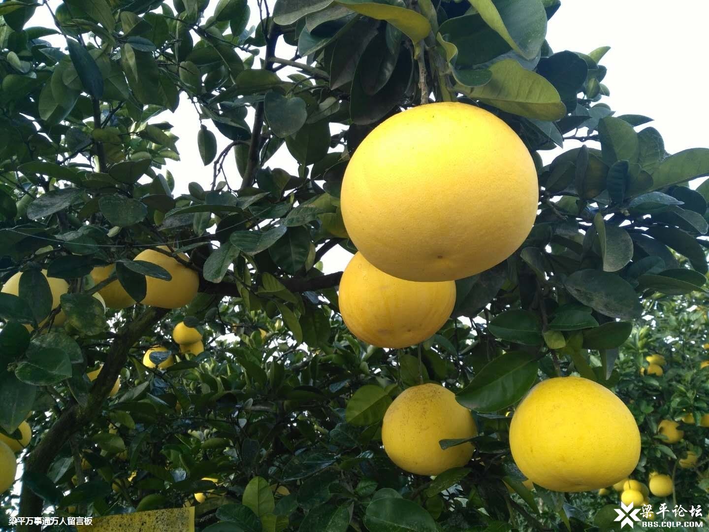 3Glasses X1荣获FBEC2019年度优秀VR硬件奖“开云电竞”(图2) 开云电竞app下载安装