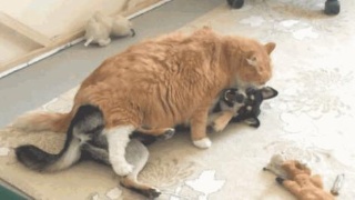 开云电竞-奥巴梅扬明年夏天或离队(图3) 开云电竞